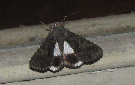 Aedia leucomelas (Noctuidae)?